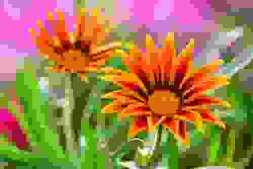 fiori arancioni
