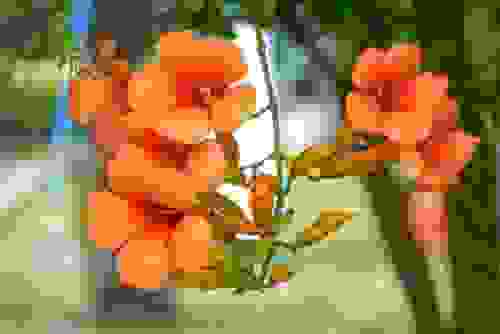 fiori arancioni