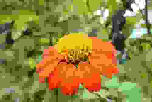 fiori arancioni