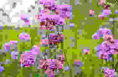 Verbena, una pianta molto usata sia in erboristeria, che a scopo ornamentale