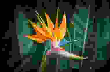Tutto sulla strelitzia o uccello del paradiso, una pianta sempre più apprezzata per la sua singolare bellezza