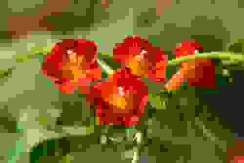 fiori arancioni