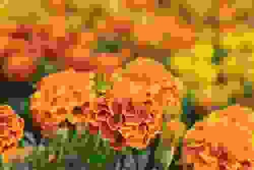 fiori arancioni