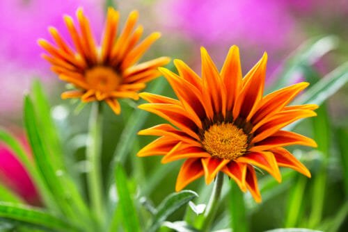 Fiori Nomi.Fiori Arancioni Ideali Per Portare Colore Nel Giardino Autunnale