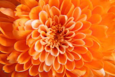 Fiori arancioni: sono perfetti per il giardino e per decorare la casa in autunno
