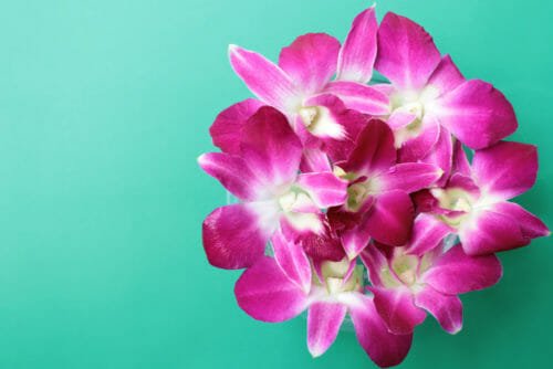 fiori per compleanno orchidee
