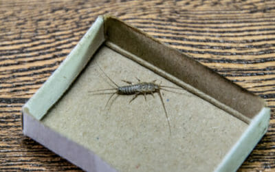 Pesciolini d’argento: i rimedi naturali per liberarsi facilmente da questi insetti