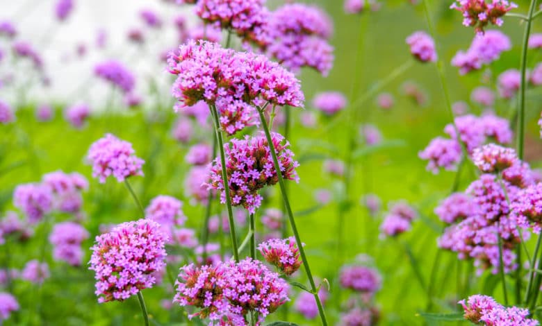 verbena