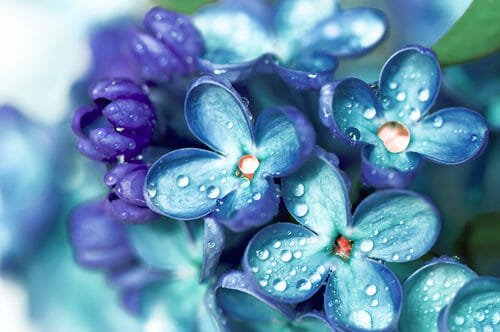 Quali sono i fiori azzurri più belli? Ecco la nostra selezione