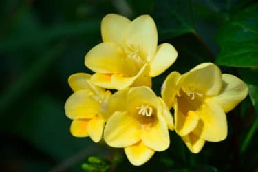 Freesia : comment faire pousser cette plante aux fleurs magnifiques