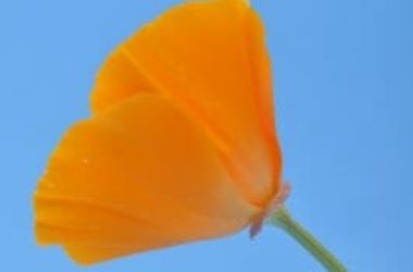 Fiori Arancioni Ideali Per Portare Colore Nel Giardino Autunnale