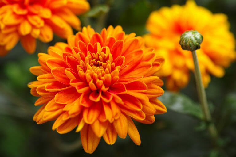 Oairse Fiori di crisantemo artificiali grandi da 15,2 cm, 4 pezzi, fiori di seta con stelo lungo 65 cm, fiori finti arancioni, crisantemi spider finti per composizioni floreali autunnali, decorazione