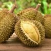 Cos’è il durian e quali sono le sue proprietà? La guida a questo frutto dal sapore (e dall’odore) particolare