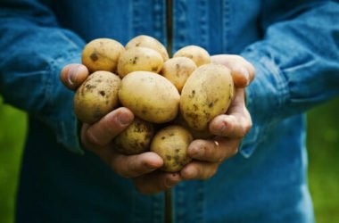 3 modi semplici per coltivare patate anche senza un orto o un giardino