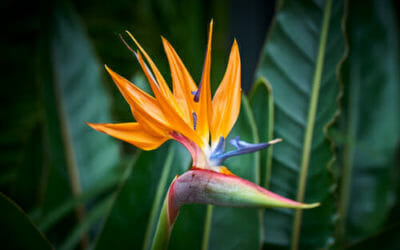 Tutto sulla strelitzia o uccello del paradiso, una pianta sempre più apprezzata per la sua singolare bellezza