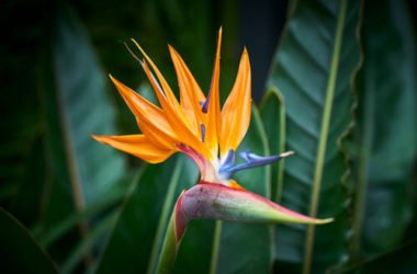 Tutto sulla strelitzia o uccello del paradiso, una pianta sempre più apprezzata per la sua singolare bellezza