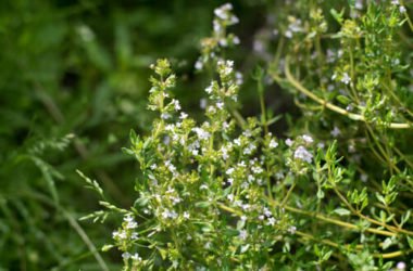 Santoreggia: una pianta aromatica utile in cucina, che è anche un buon rimedio naturale