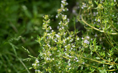 Santoreggia: una pianta aromatica utile in cucina, che è anche un buon rimedio naturale