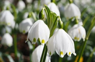 I fiori campanelle, molto amati per la inconfondibile forma a campana dei suoi fiori