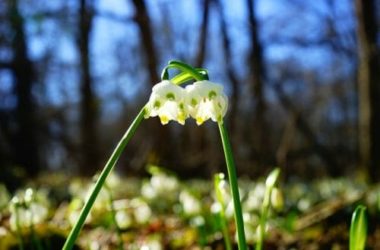 I fiori campanelle, molto amati per la inconfondibile forma a campana