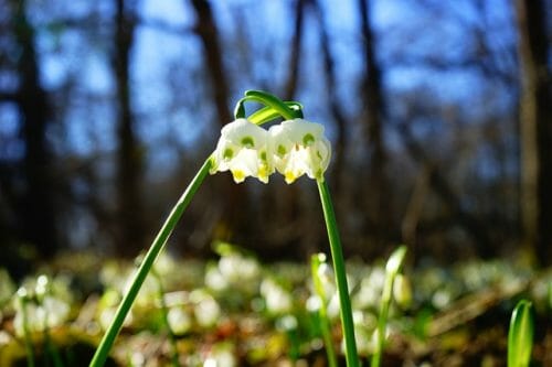 I fiori campanelle, molto amati per la inconfondibile forma a campana