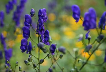 L’Aconito delle Alpi è una pianta velenosa dai bellissimi fiori blu
