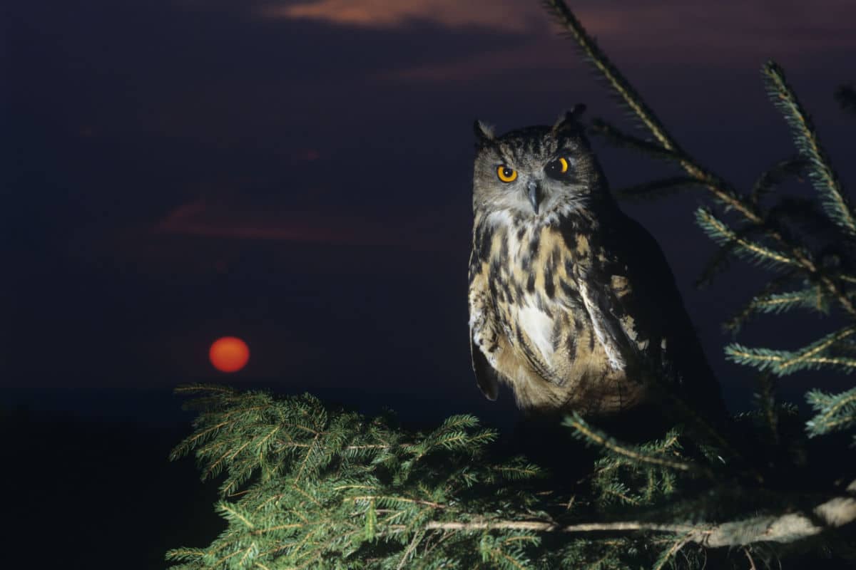 Animali notturniecco gli animali che vivono di notte