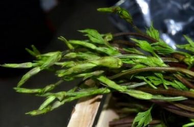 Ricette coi bruscandoli e proprietà di un’erba selvatica tutta da scoprire