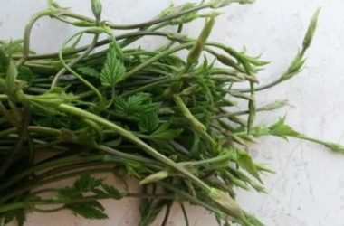 Ricette coi bruscandoli e proprietà di un’erba selvatica tutta da scoprire