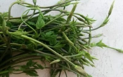 Ricette coi bruscandoli e proprietà di un’erba selvatica tutta da scoprire