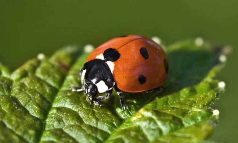 coccinella