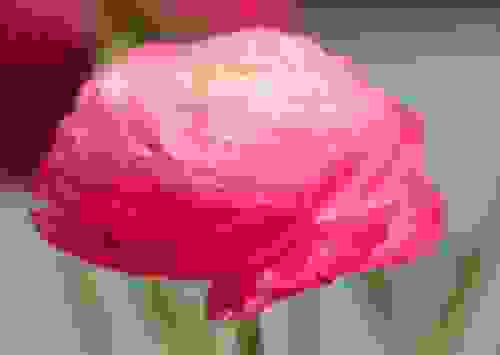 fiori rosa ranuncolo