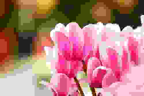 Fiori rosa ciclamino