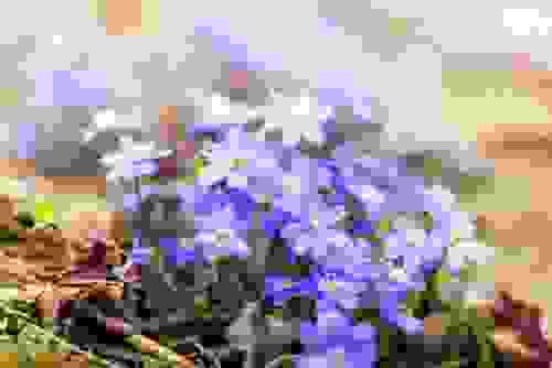 fiori viola
