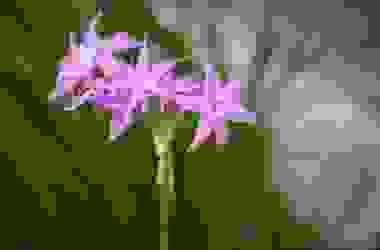Fiori viola: i migliori per tutte le occasioni