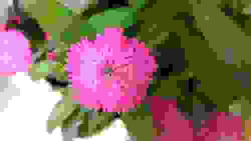 fiori rosa garofano di Balbis