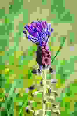 fiori viola