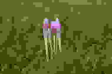 Scopriamo il bulbo del Colchicum, che pur essendo tra le piante più velenose, ha dei meravigliosi fiori rosa simili allo zafferano