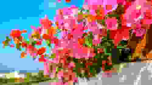 fiori rosa bouganville
