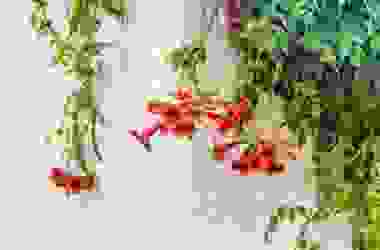 Scopriamo la bignonia, una pianta rampicante con bellissimi fiori, che attecchisce con facilità su muri e palizzate