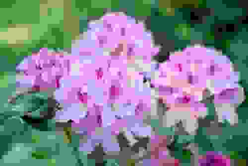 fiori rosa rododendri