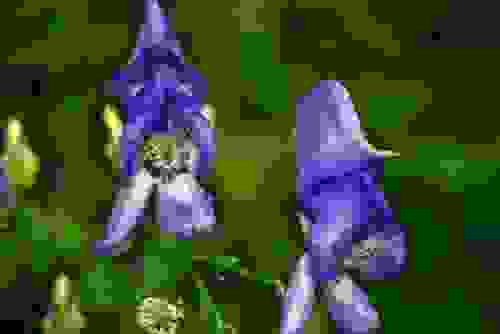 fiori viola