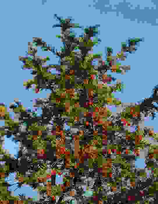 tasso albero della morte