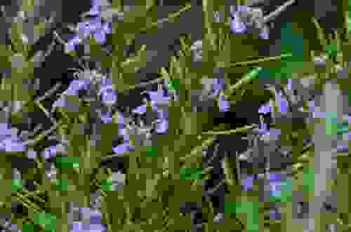 fiori viola