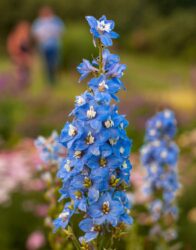 Il Delphinium è una pianta decorativa con bei fiori violetti disposti a pannocchia