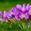 Scopriamo il bulbo del Colchicum, che pur essendo tra le piante più velenose, ha dei meravigliosi fiori rosa simili allo zafferano