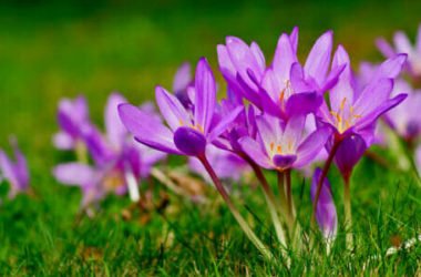 Scopriamo il bulbo del Colchicum, che pur essendo tra le piante più velenose, ha dei meravigliosi fiori rosa simili allo zafferano