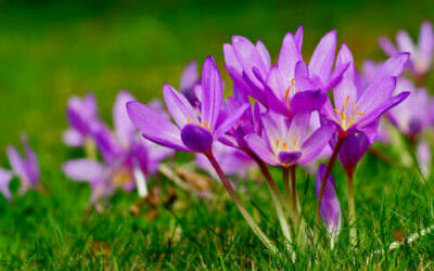 Scopriamo il bulbo del Colchicum, che pur essendo tra le piante più velenose, ha dei meravigliosi fiori rosa simili allo zafferano