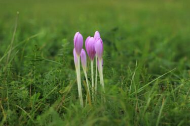 Scopriamo il bulbo del Colchicum, che pur essendo tra le piante più velenose, ha dei meravigliosi fiori rosa simili allo zafferano