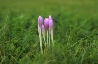 Scopriamo il bulbo del Colchicum, che pur essendo tra le piante più velenose, ha dei meravigliosi fiori rosa simili allo zafferano